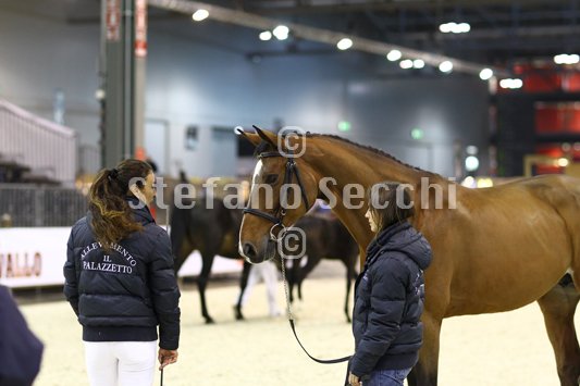 QUEEN LIESA_MILANO_2010_SS3_7426.jpg